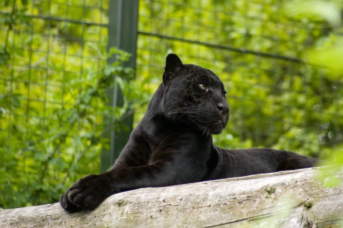 Дымчатый леопард меланист