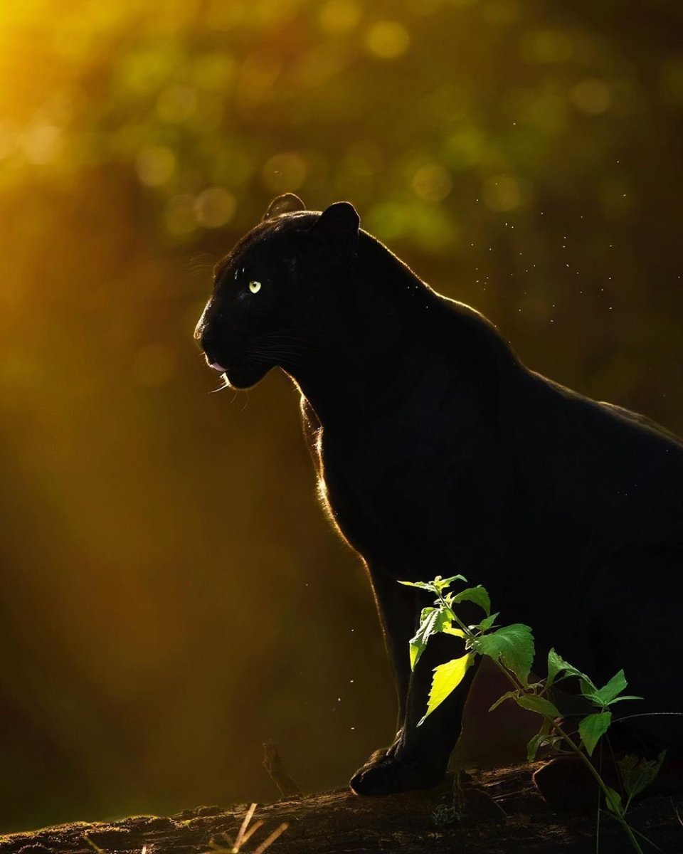 Черная пантера Багира