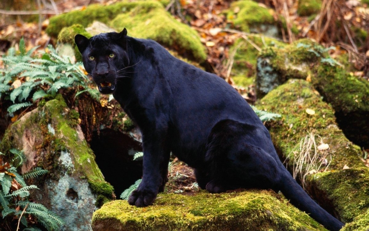 Ягуар и пантера