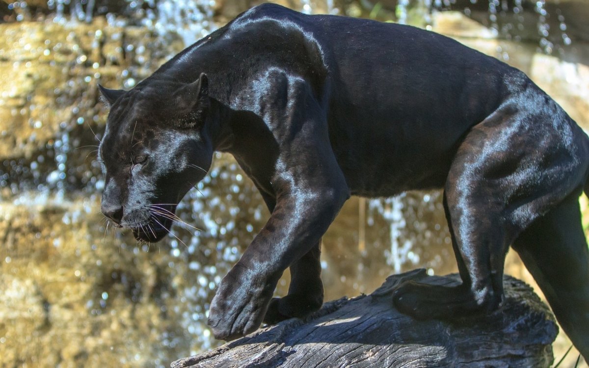 Черная пантера Грация