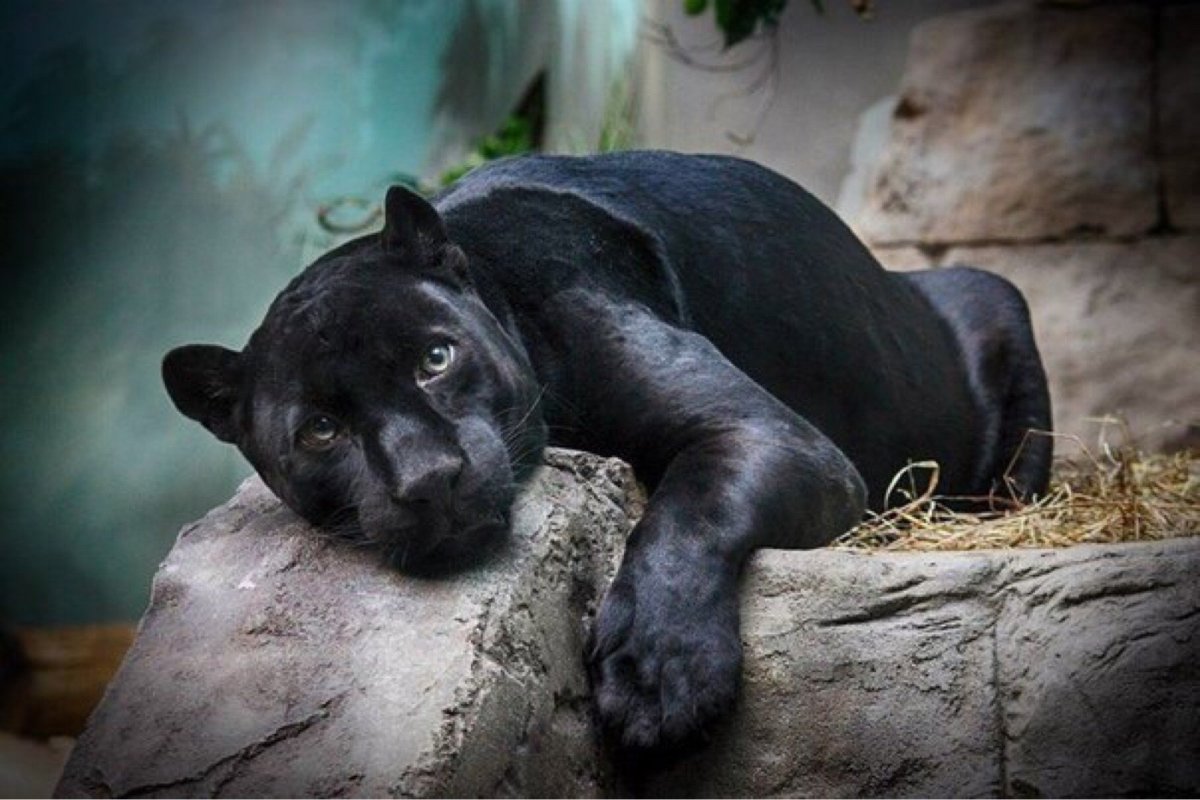 Пума Ягуар пантера