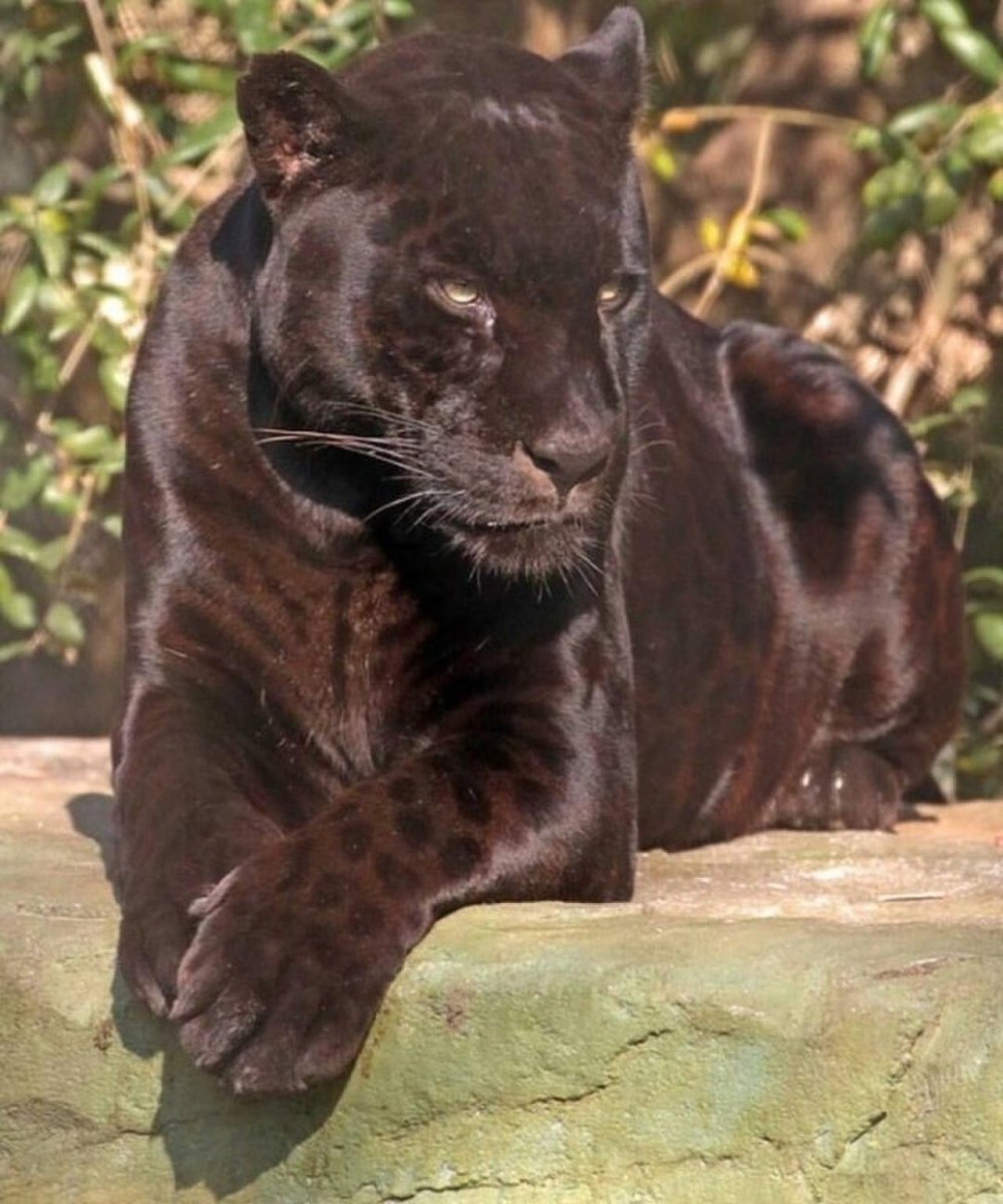 Пума Ягуар пантера