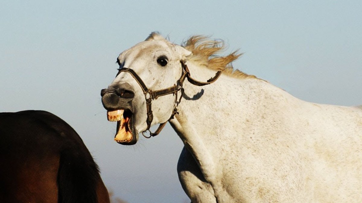 Бешеный конь