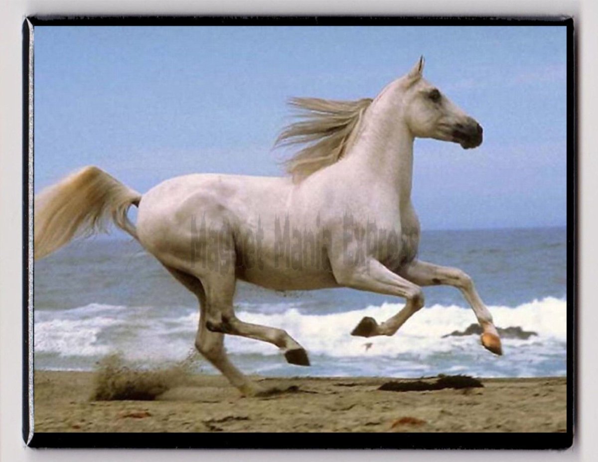 Белая лошадь на скаку