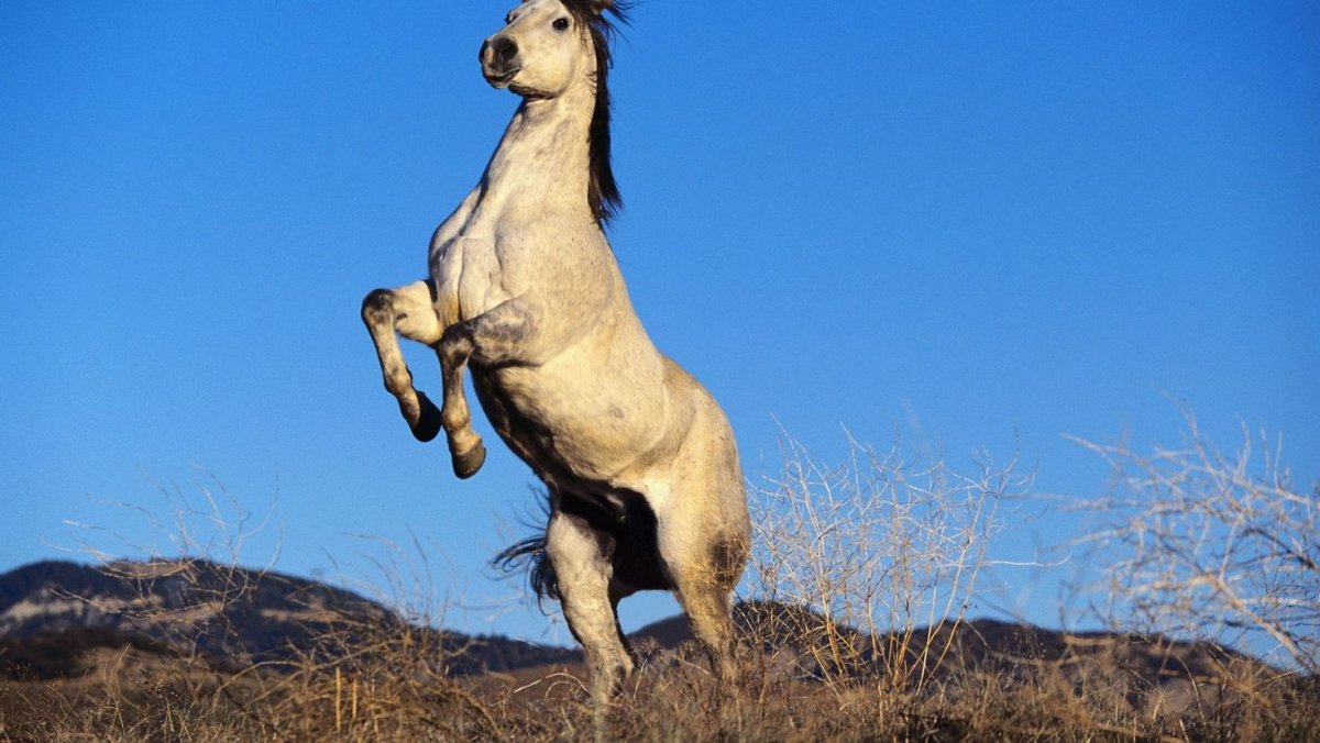 Монгольский Мустанг