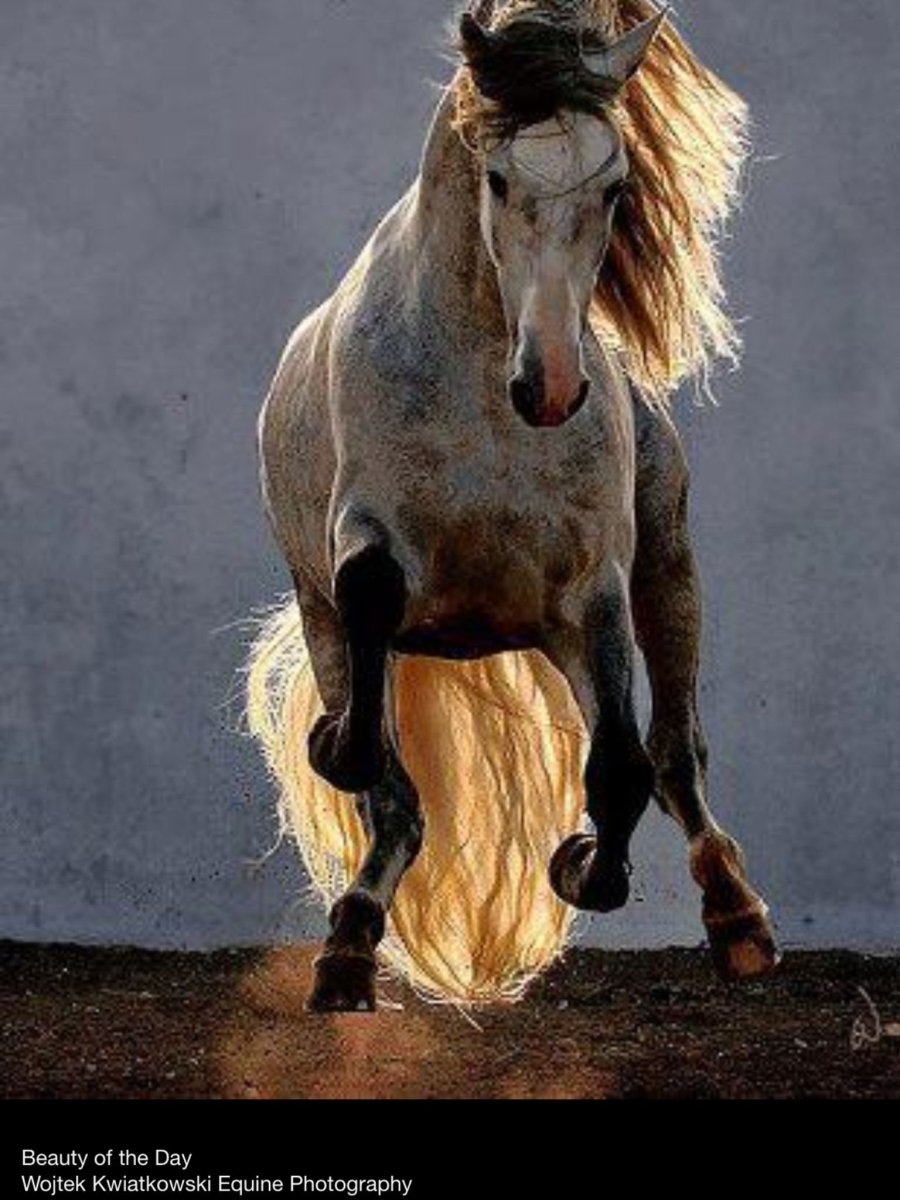Войтек Квятковский фото лошадей
