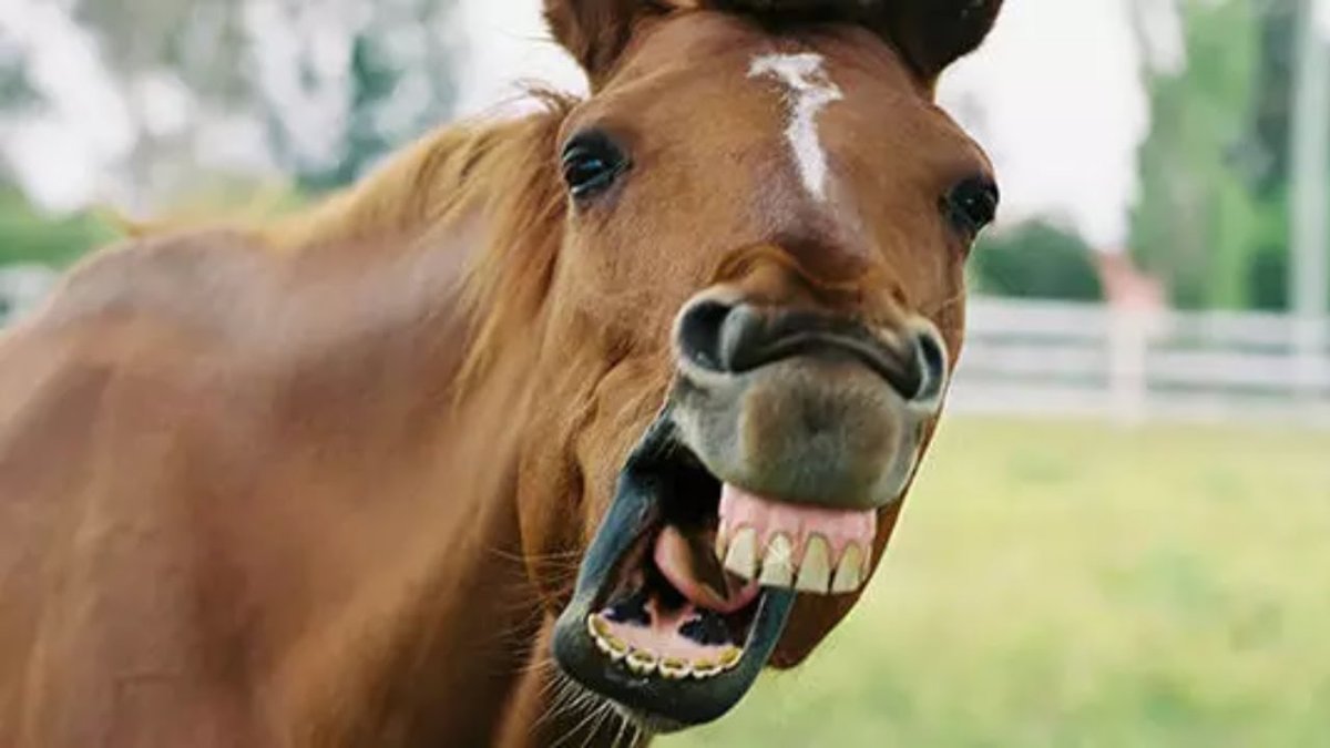 Лошадь с выпученными глазами