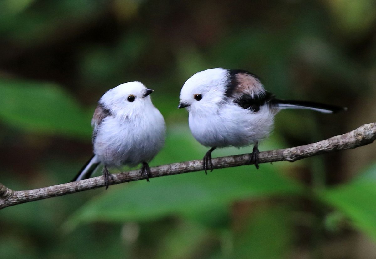Хорошенькие птички