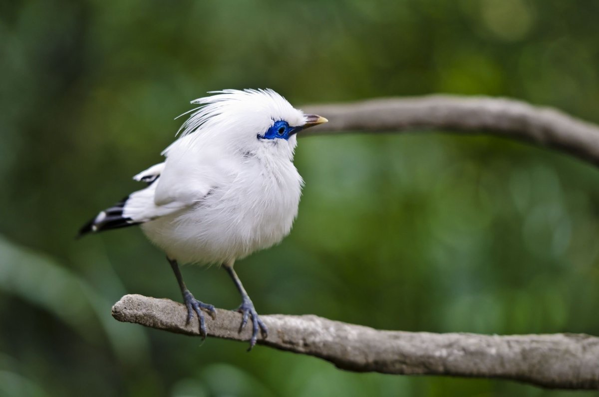 Белая птица