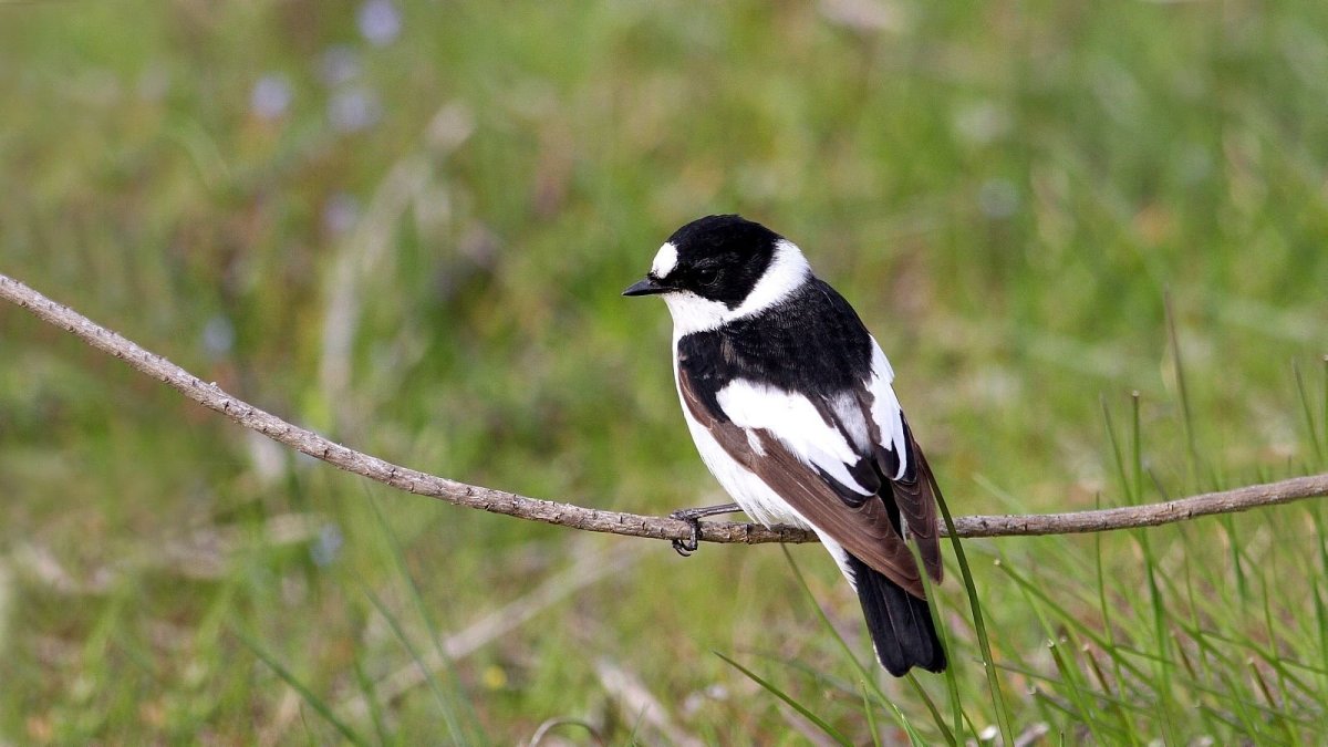 Птичка белая с черным