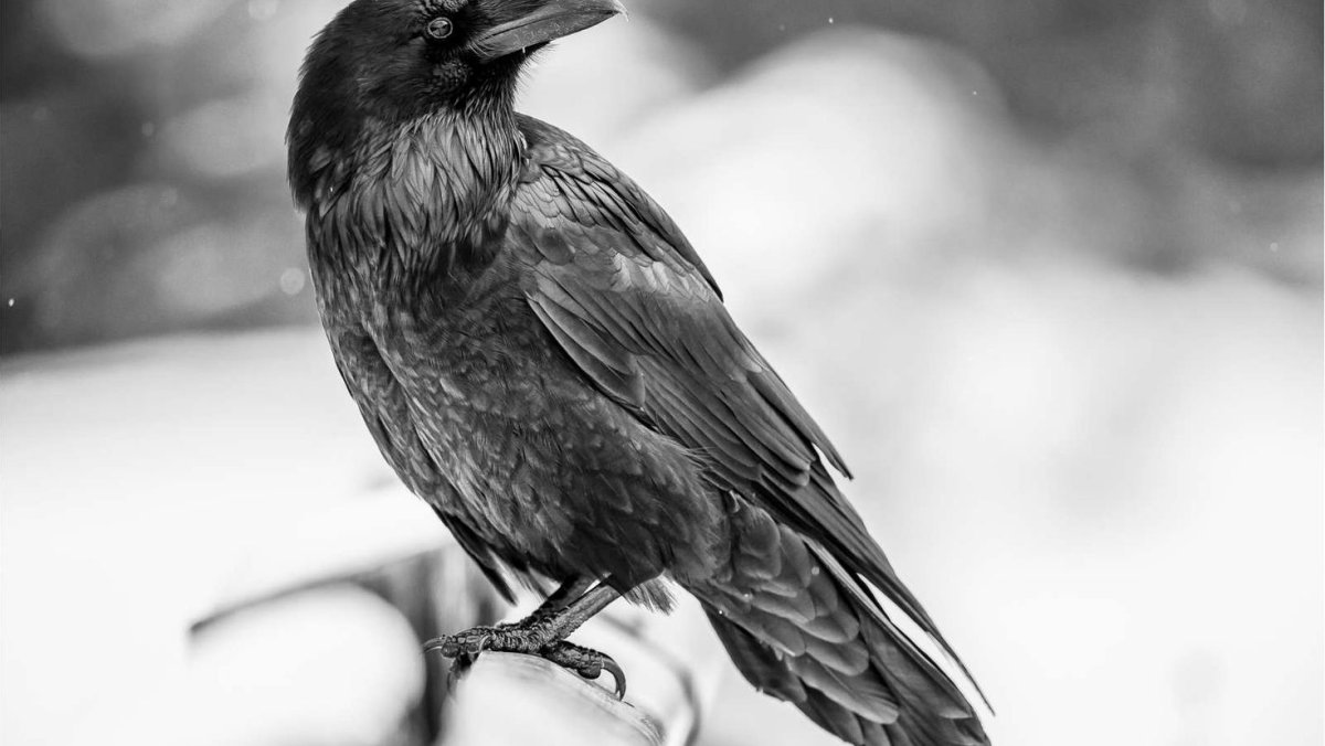 На даче маленькая черно белая птичка