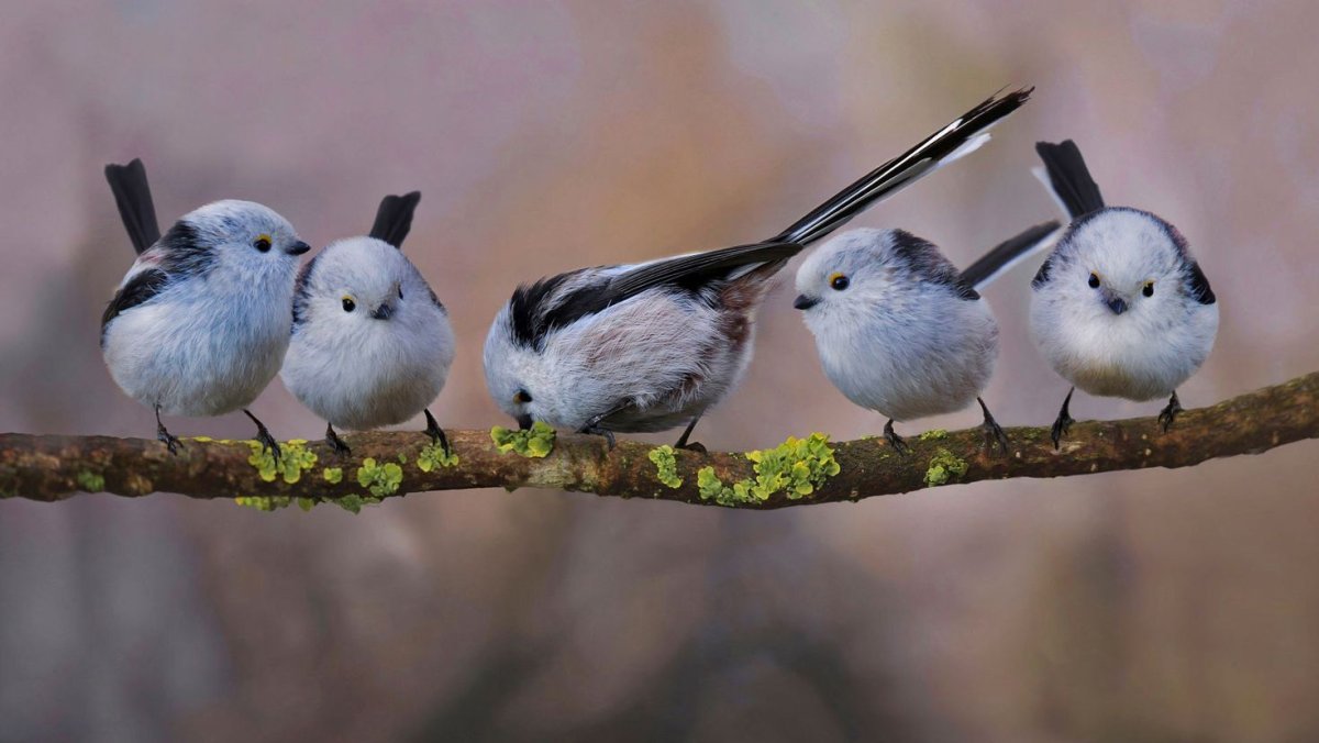 Длиннохвостая синица