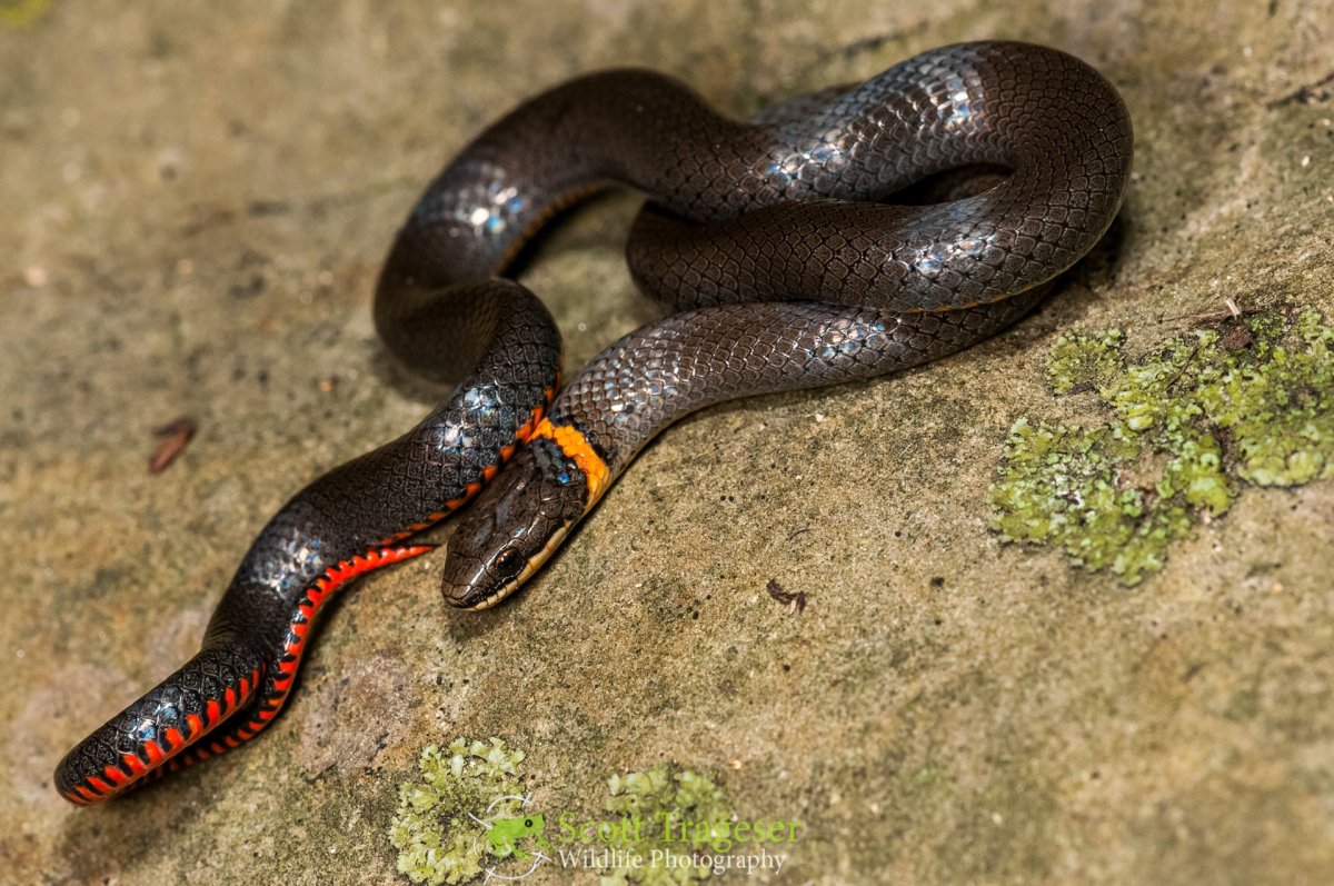 Ошейниковый Аспид