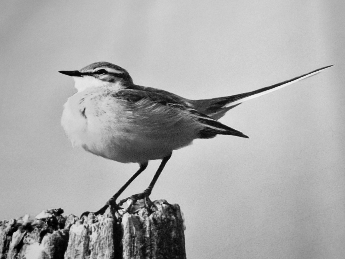 Синичка черно белая