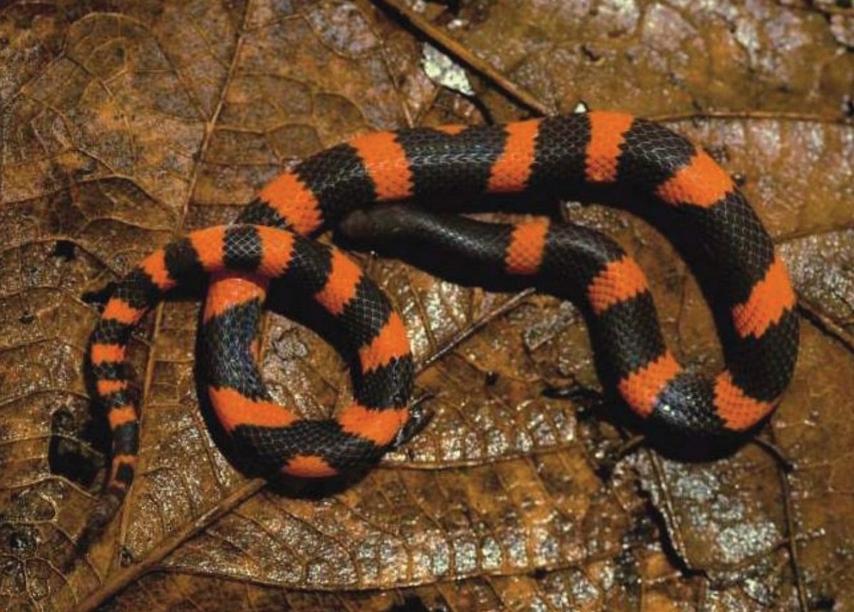 Красноголовый Крайт змея