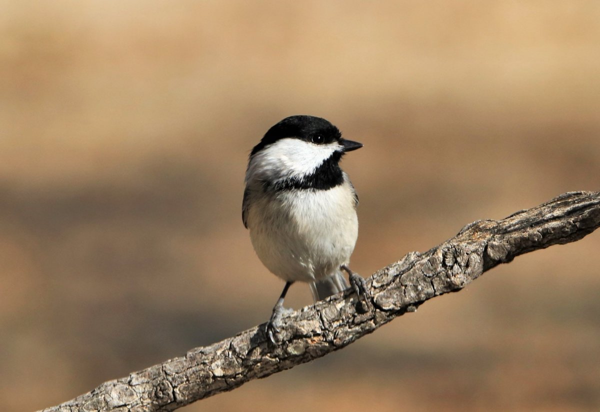 Маленькая птичка с черной головой