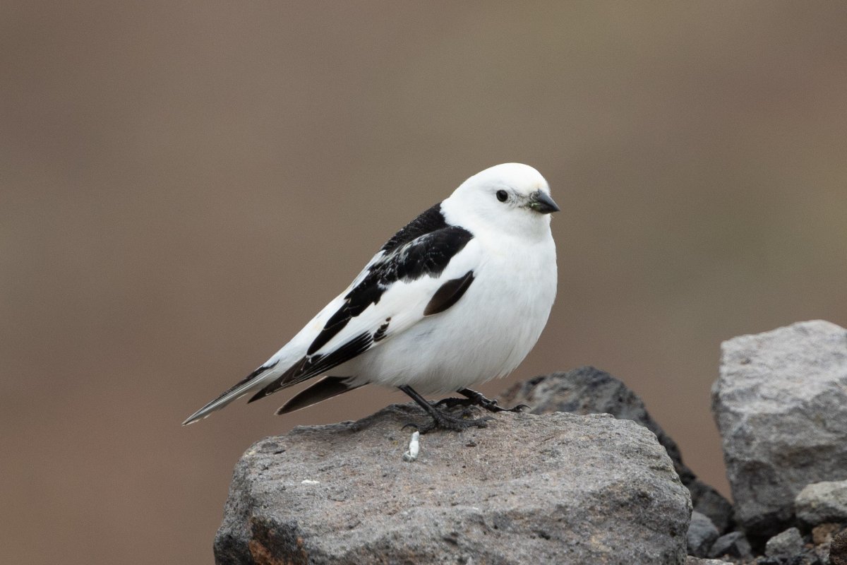 Пуночка белая