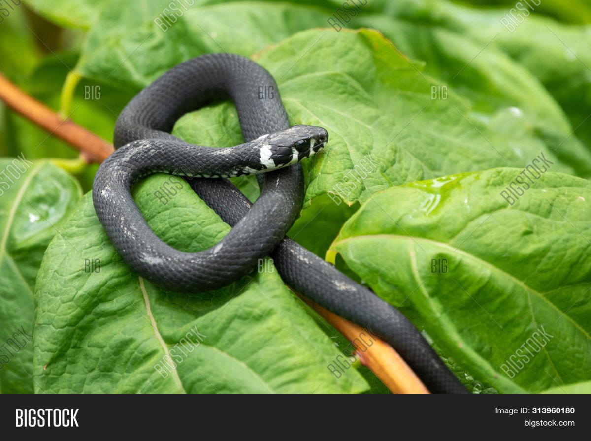 Уж с белыми пятнами