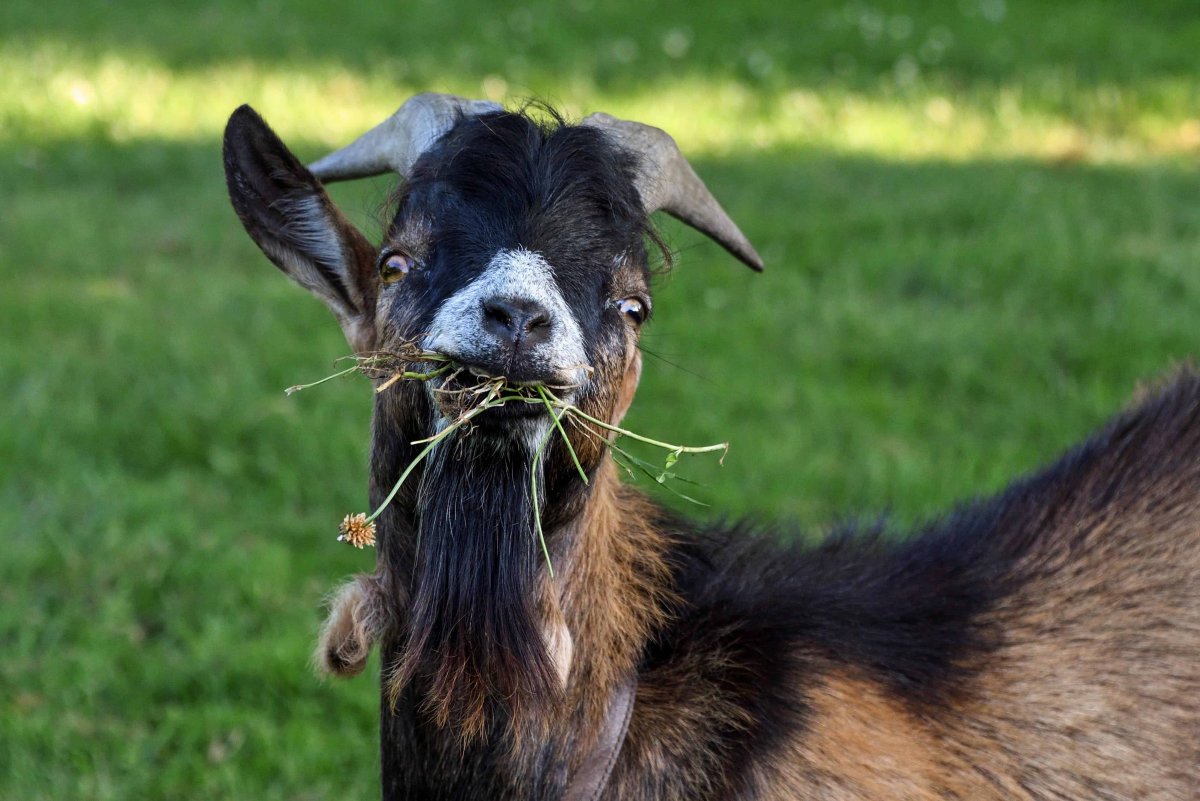 Козел с травой