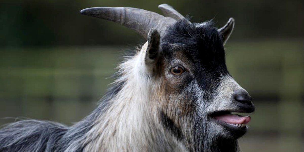 Морда козла