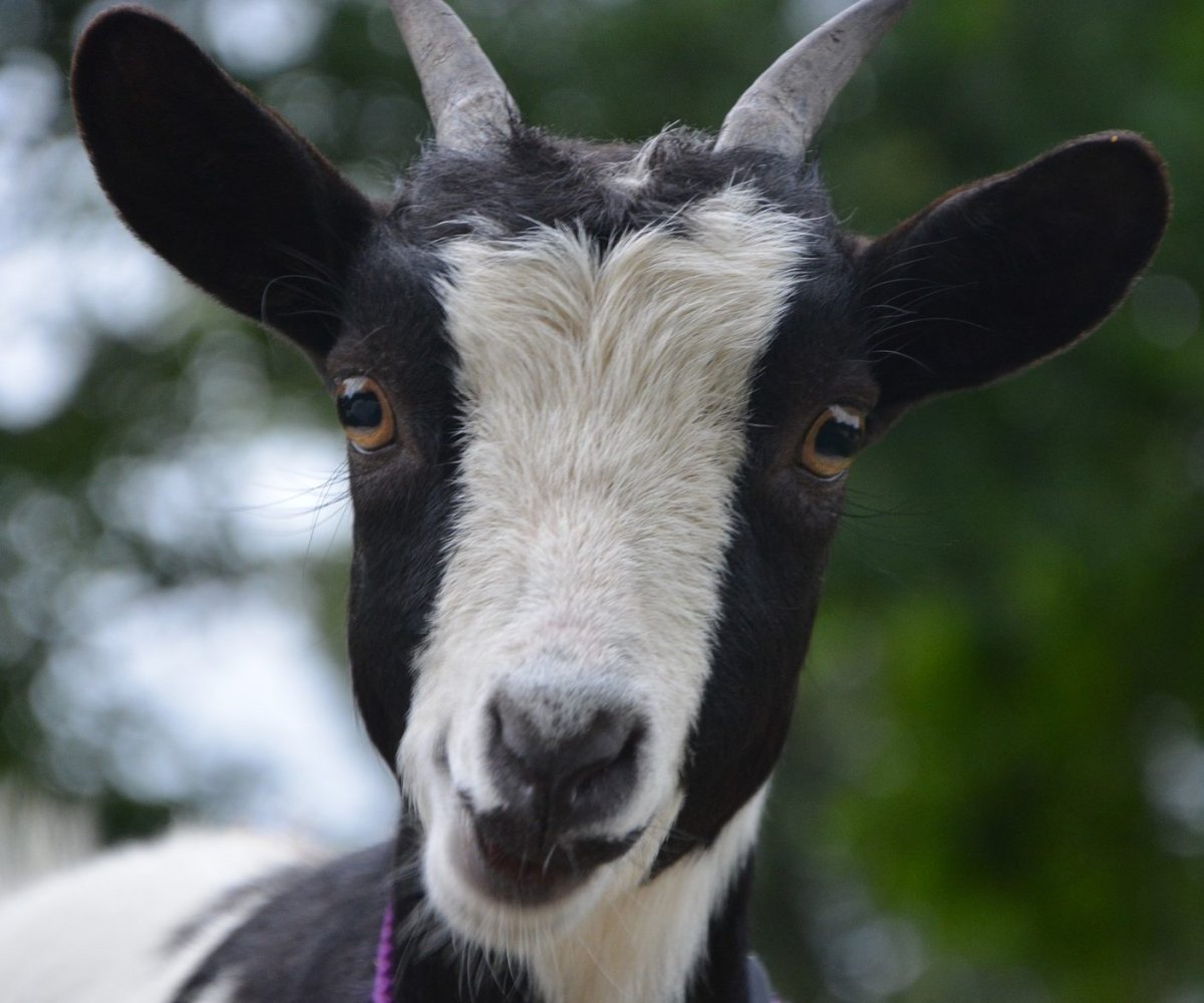Лицо козла