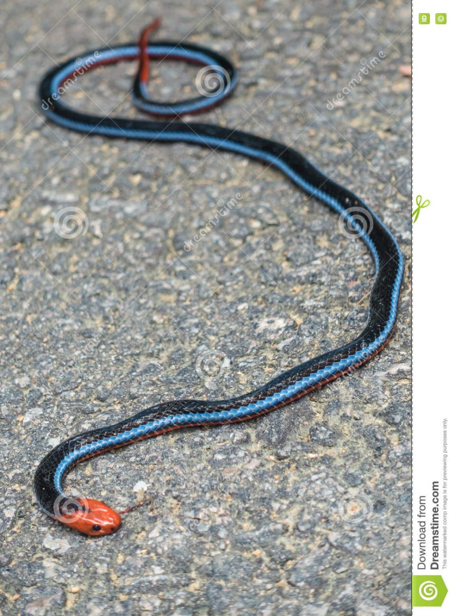 Черная змея с красной головой