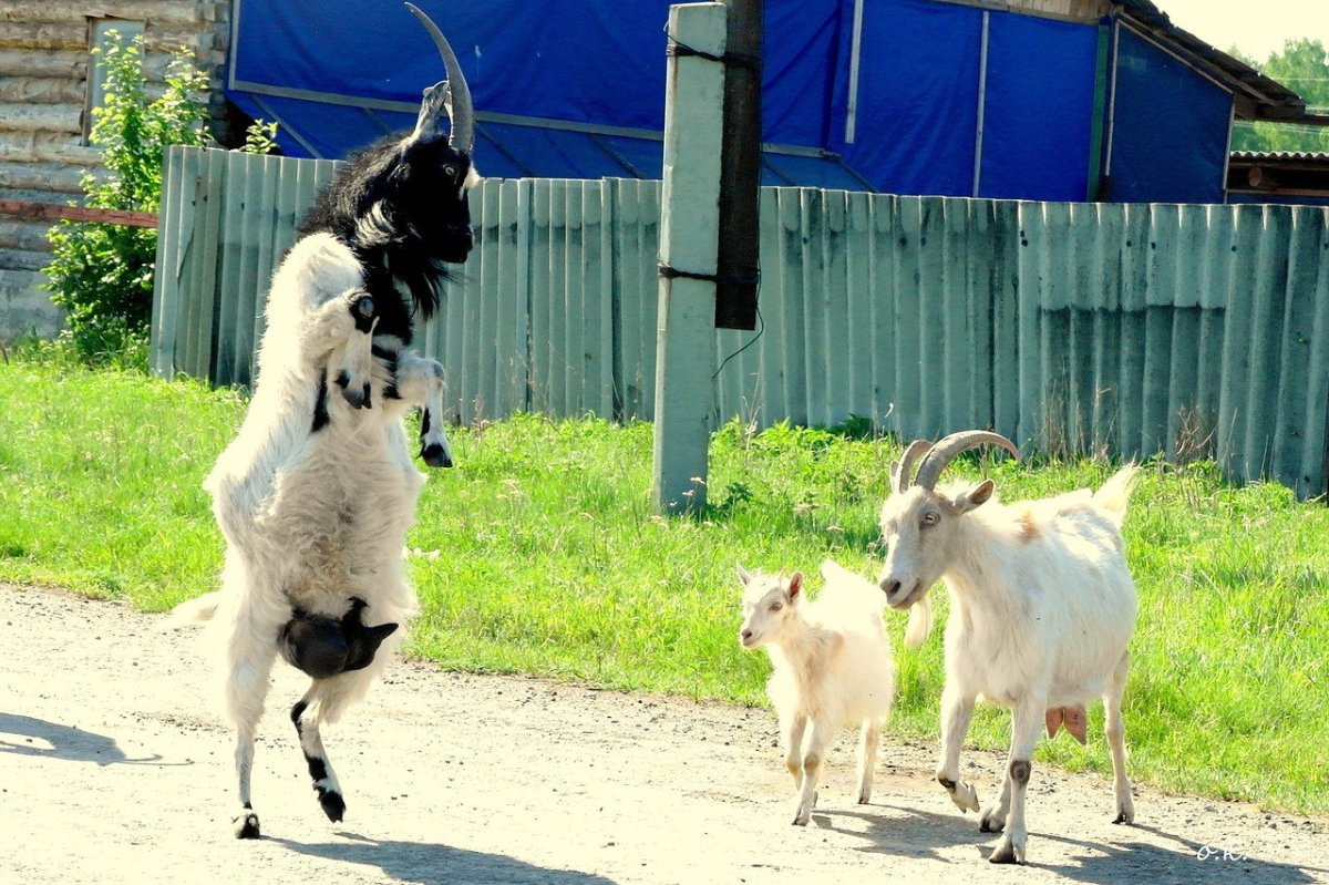 Смешные козлята