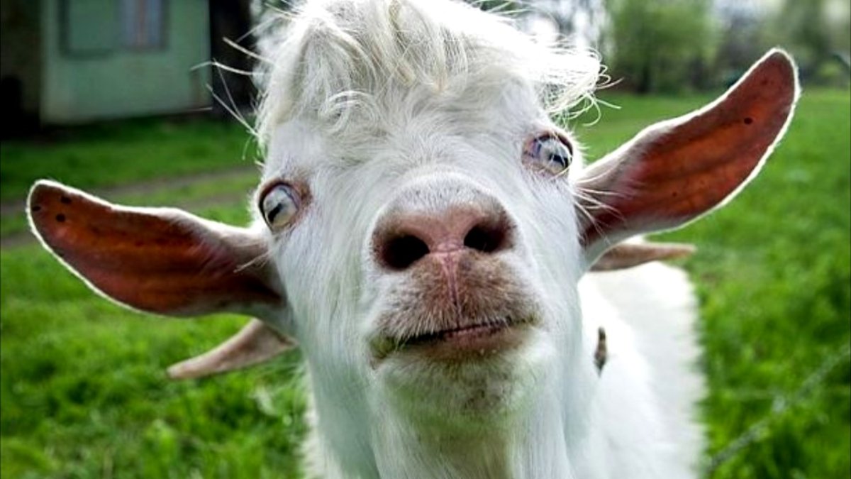 Смешная коза
