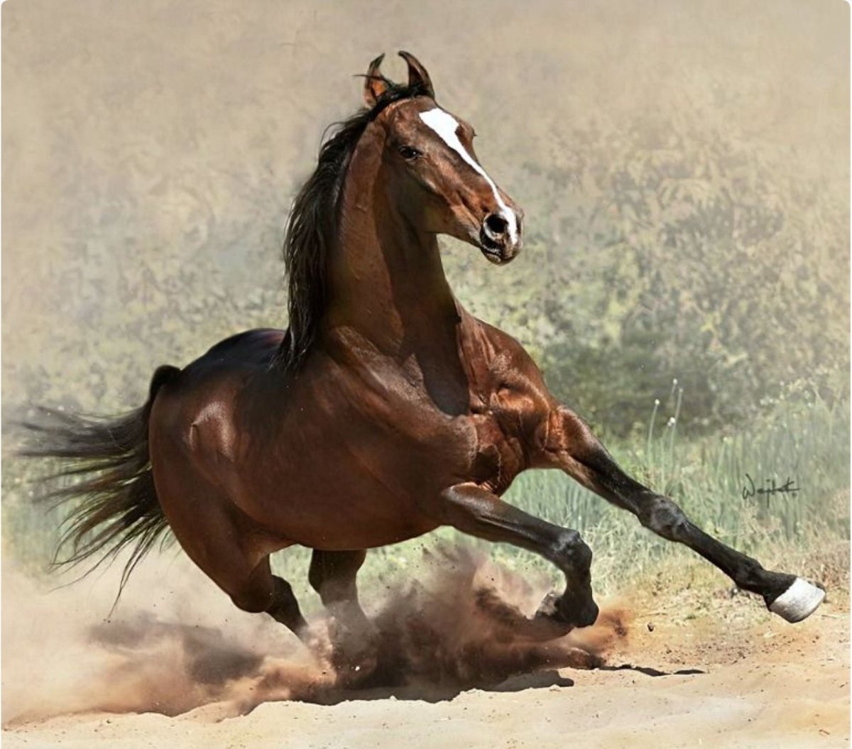 Огненно-рыжая марвари