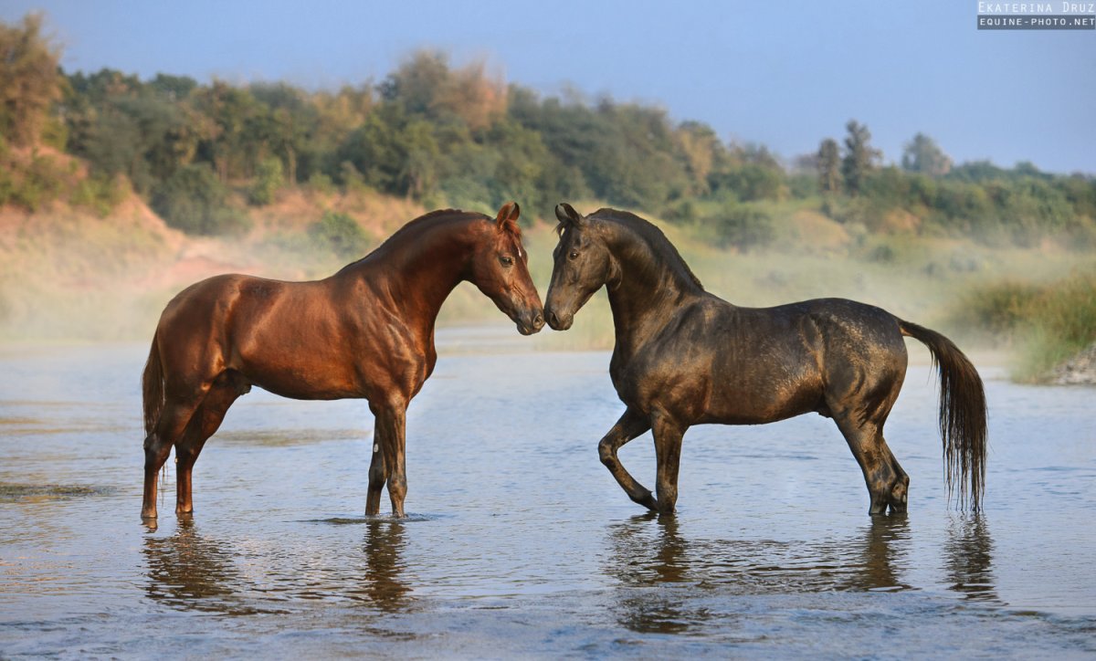 Марвари ССО