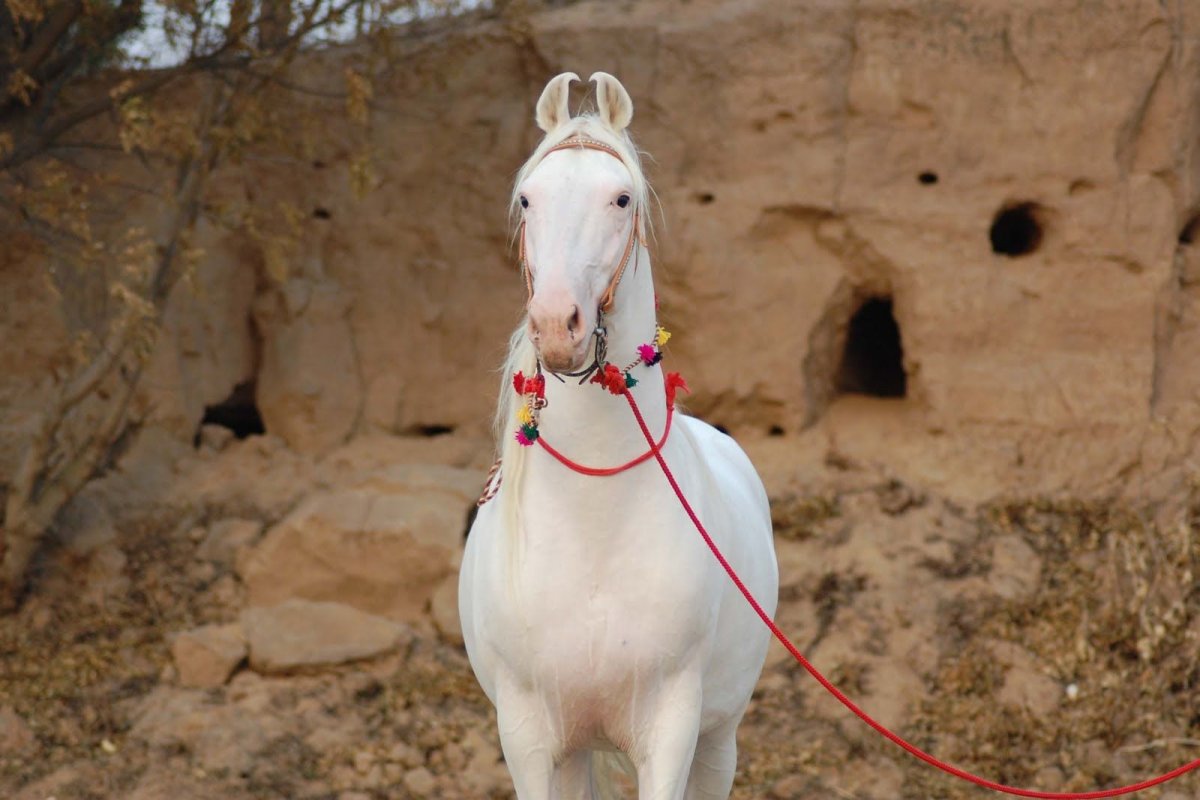 Марвари белая