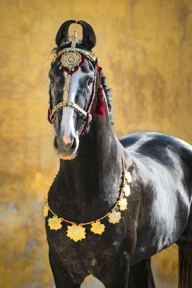 Лошади Индии марвари