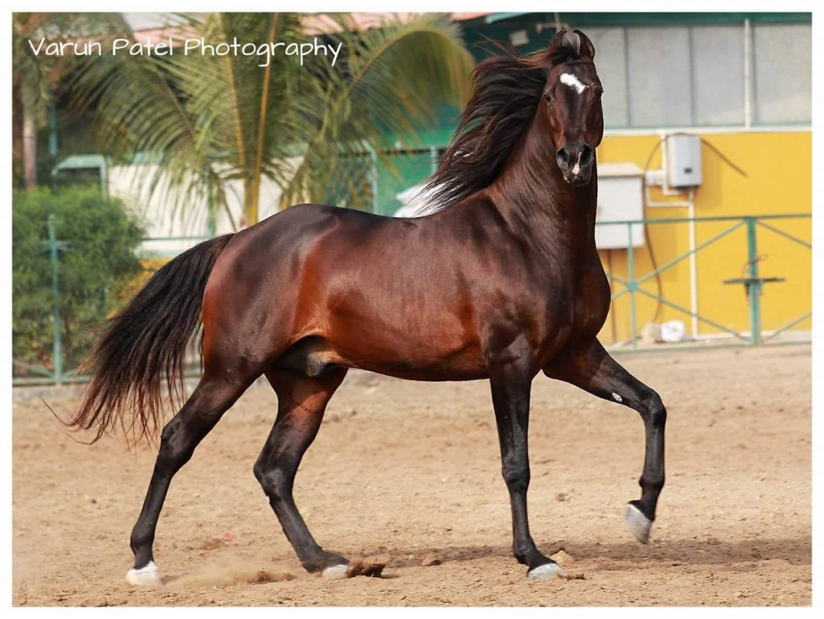 Белла Сара Мустанги