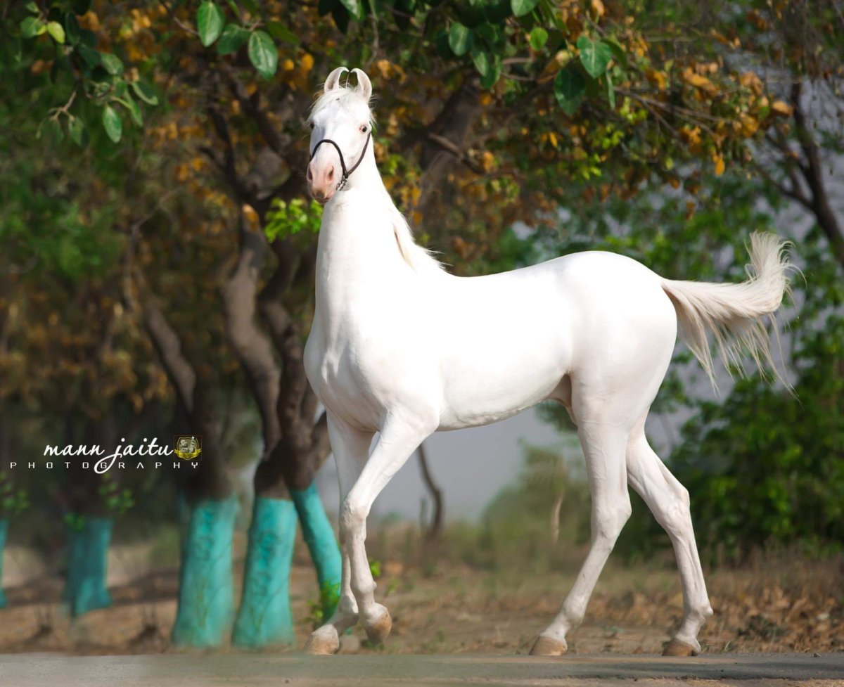 Породы марвари арт