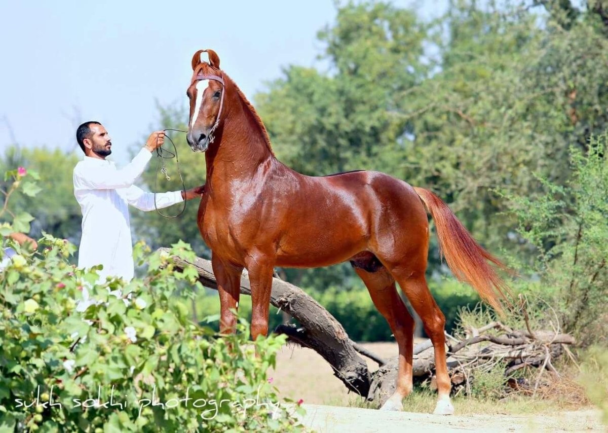 Лошади породы марвари