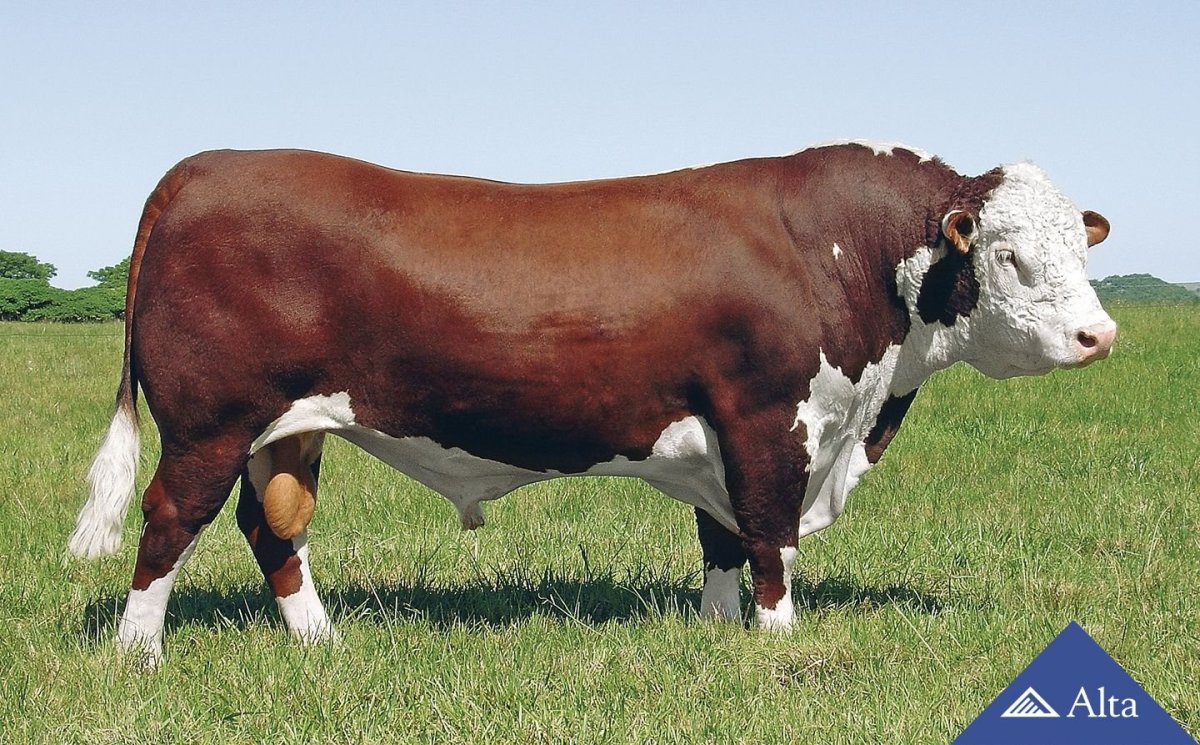 Hereford bull