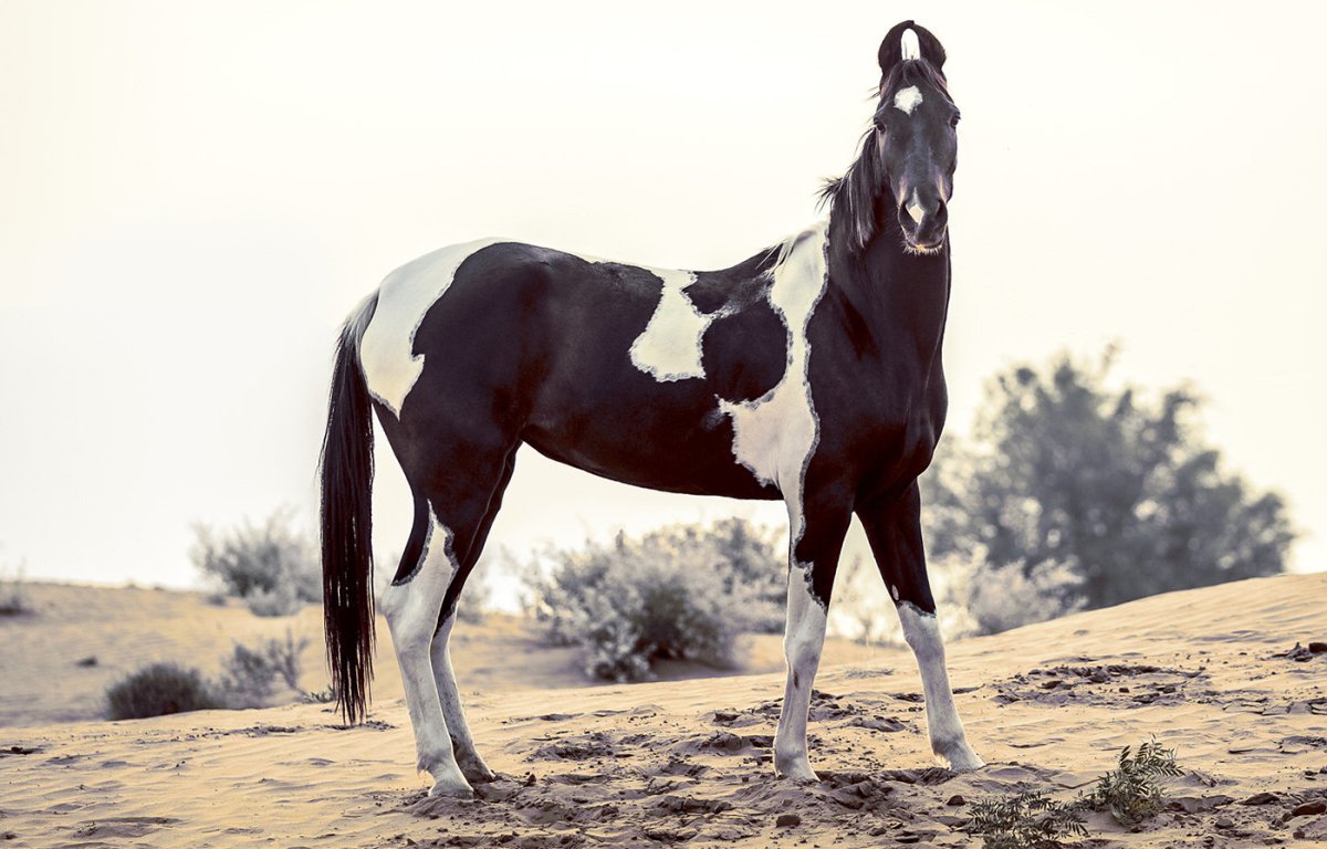 Марвари народность