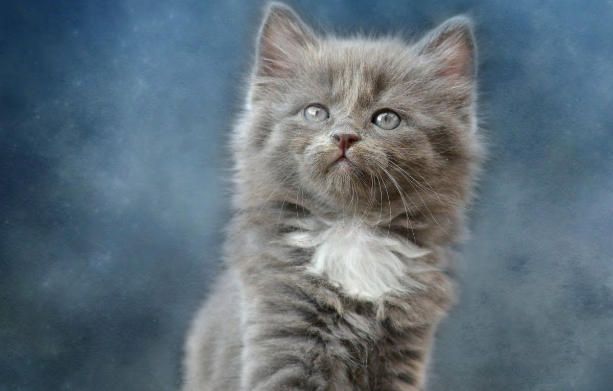 Пушистая кошка