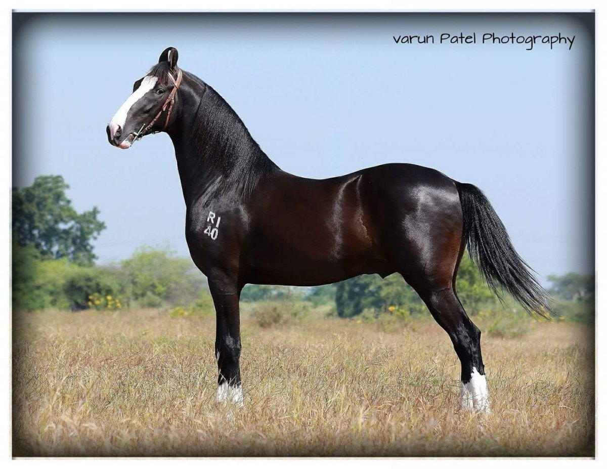 Марвари рыжая