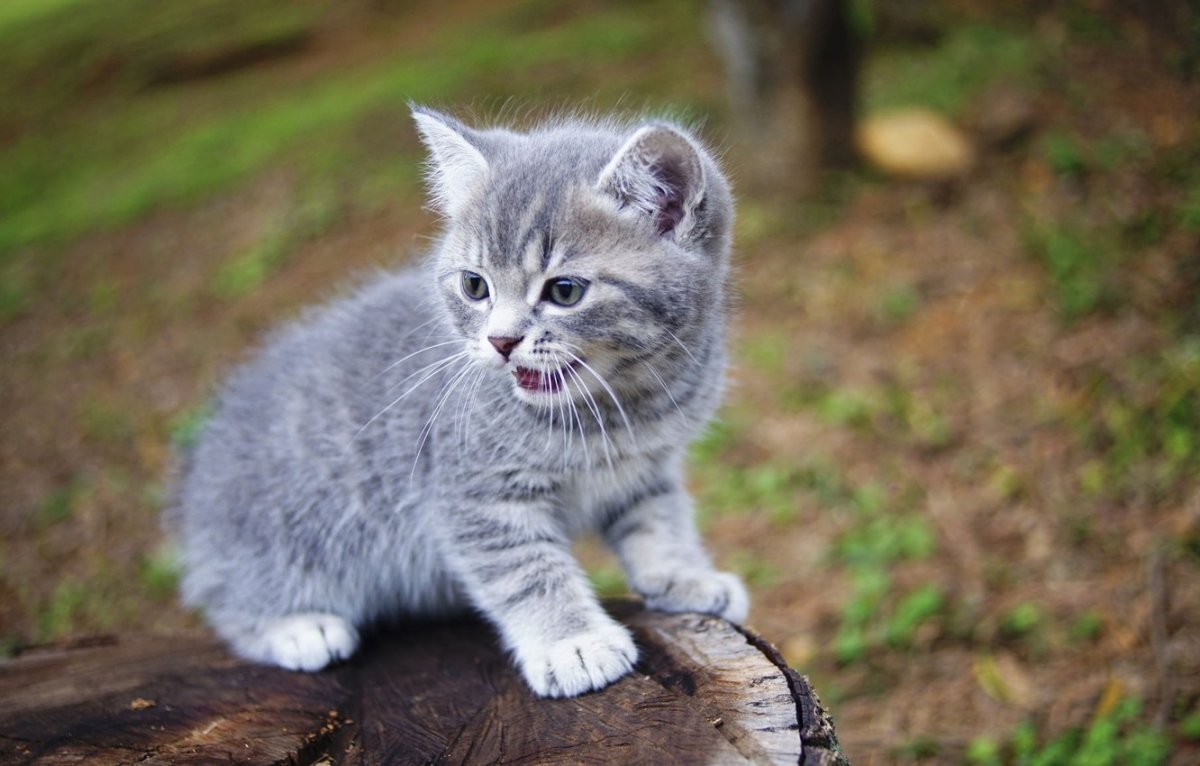 Серый котёнок