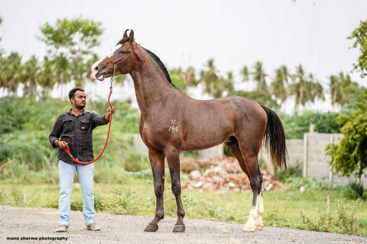 Марвари альбинос