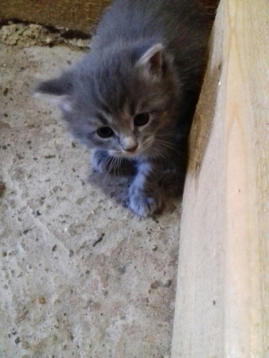 Серенький котенок