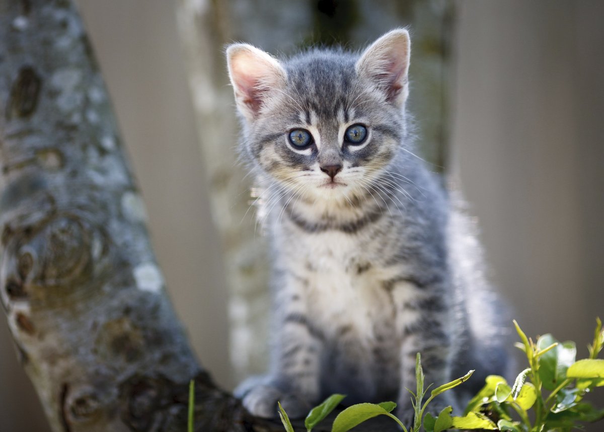 Серый котенок сидит