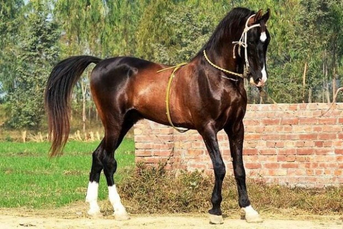 Марвари Изабелловая