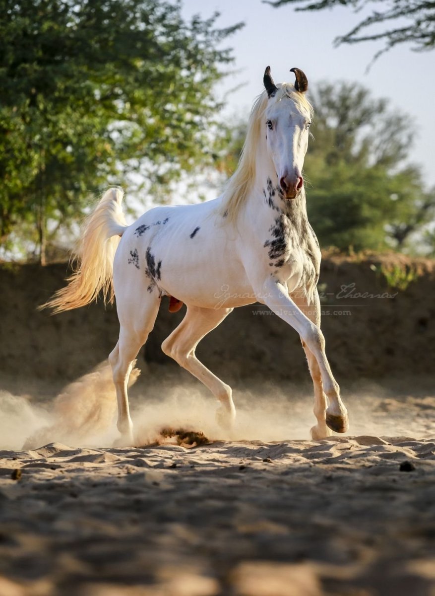 Лошадь марвари чёрная