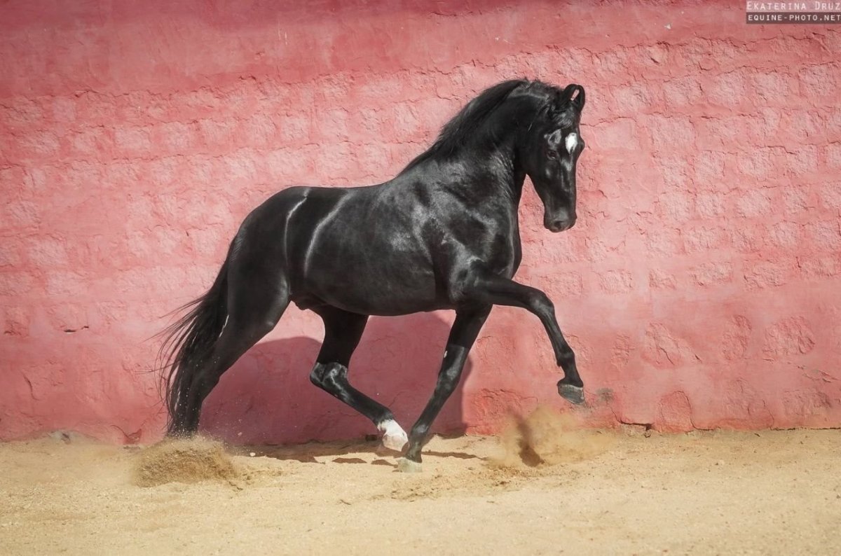 Марвари Катя Друзь