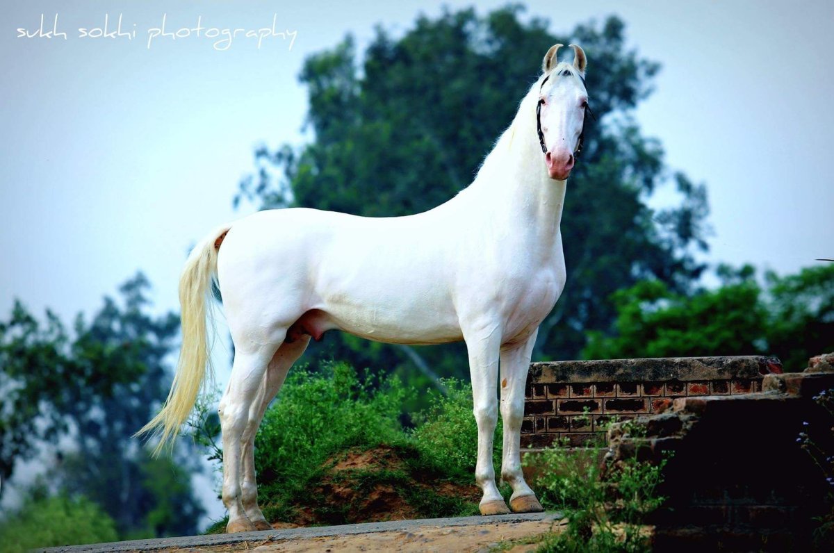 Марвари лошадь альбинос