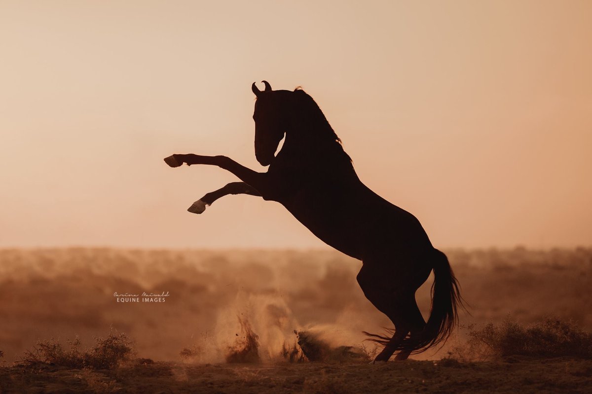 Цыганская Вороная лошадь