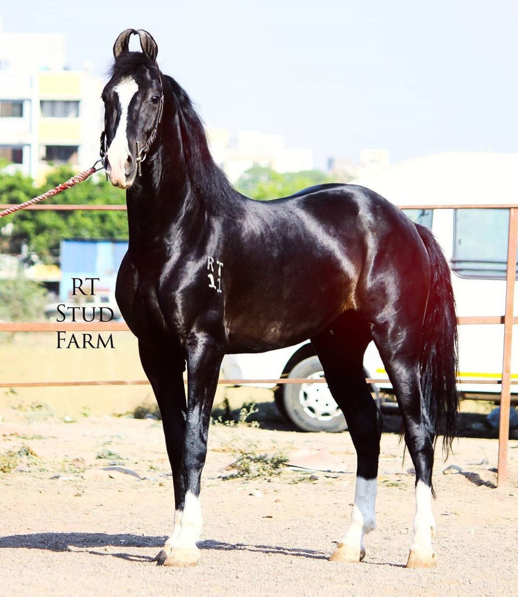 Арабская порода лошадей на обои