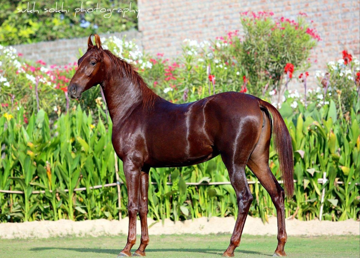 Черный марвари